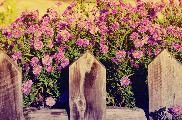 Осінні бузкові квіти за дерев'яним парканом в вінтажних теплих тонах — стокове фото