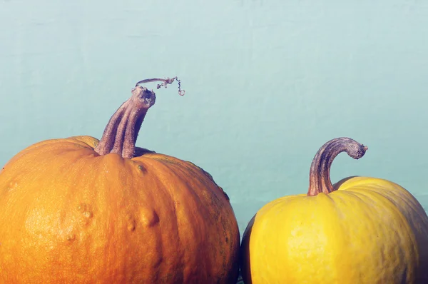 Two yellow pumpkins on a blue background in vintage tones — Stock Fotó
