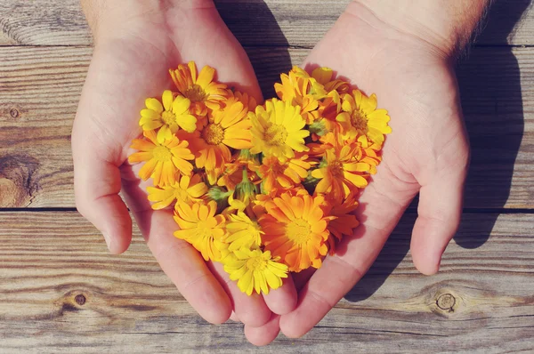 Yellow summer flowers in the form of heart in male hands against a wooden board in vintage tones. Calendula flowers in the form of heart close up. Festive love background — Foto Stock