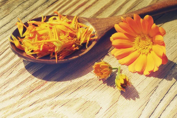 Flowers and petals of a calendula in a wooden spoon on a textural wooden surface. Medicinal flowers of a marigold. Beautiful summer background with yellow flowers