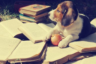 Puppy of Estonian hound gnaws apple on old open books clipart