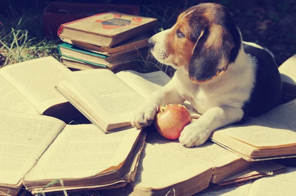 Puppy of Estonian hound gnaws apple on old open books — Stock Photo, Image