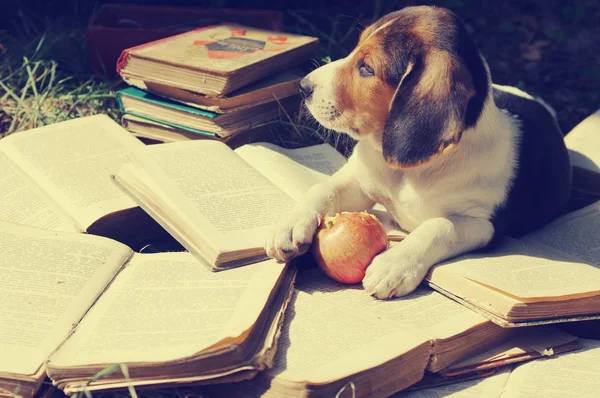 Köpek yavrusu Estonya Hound elma eski açık kitap gnaws.