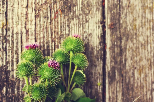 Summer flowers of a burdock on an ancient wooden background.