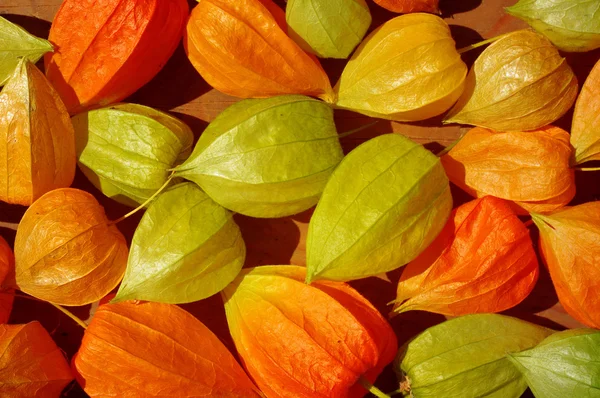 Bright flowers of physalis close up. Bright autumn background with flowers of physalis — 스톡 사진