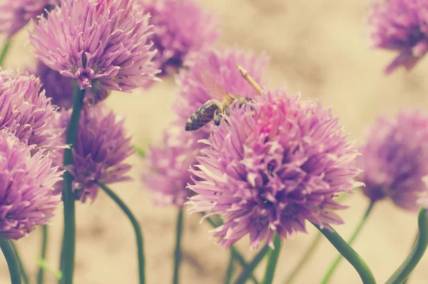 Primer plano de flores de cebollino en tonos vintage —  Fotos de Stock