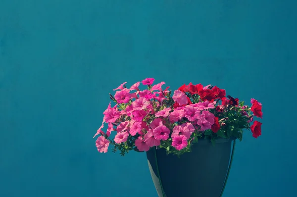 Петуния цветы в кастрюле у голубой стены — стоковое фото