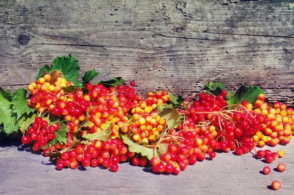 Guelder-rose berries on a wooden background. — Stock Photo, Image