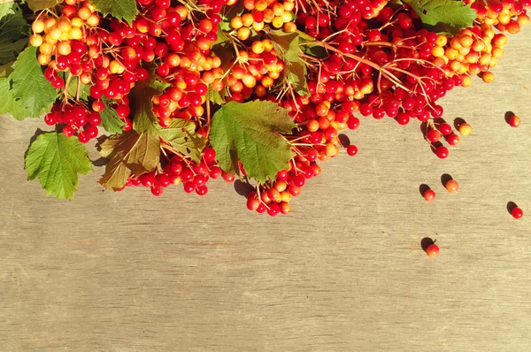 Guelder-rose berries on a wooden background. — Stock Photo, Image
