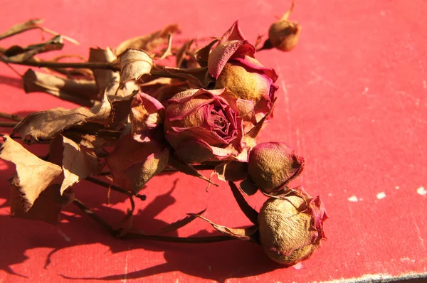 Rosas secas. Ramo de rosas secas sobre una superficie roja . — Foto de Stock