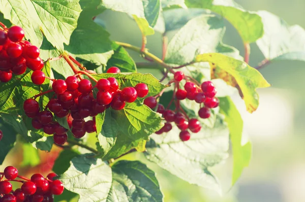 Close up of bunch of red berries of a Guelder rose. Viburnum shrub on a sunny day — Stock Photo, Image