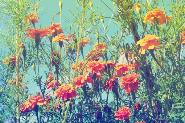 Апельсиновый цветок в винтажных тонах. Marigolds in the early morning sunshine (Tagets patula) ) — стоковое фото