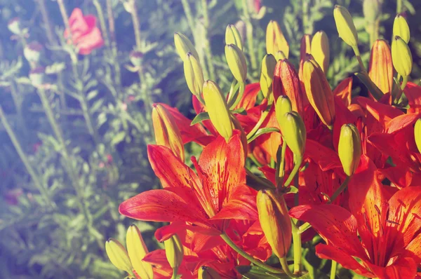 Orange royal lily. — Stock Photo, Image