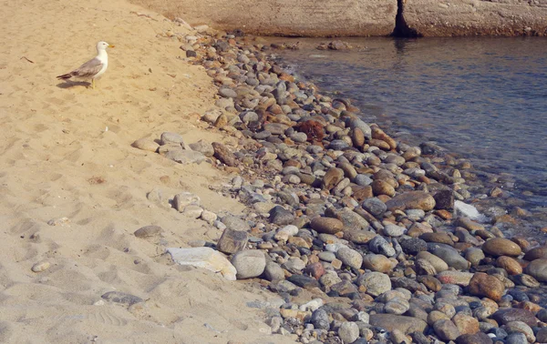 Sea beach landscape with blue sea and seagull — Stock Photo, Image