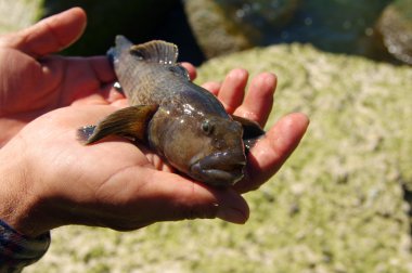 Balıkçının elinde taze balık canlı