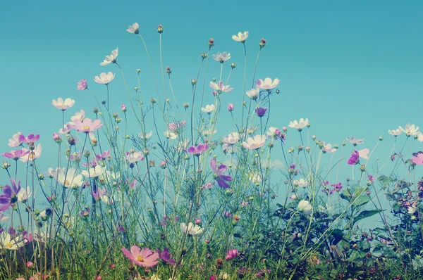 Розовые дикие цветы в ясный летний или весенний день . — стоковое фото