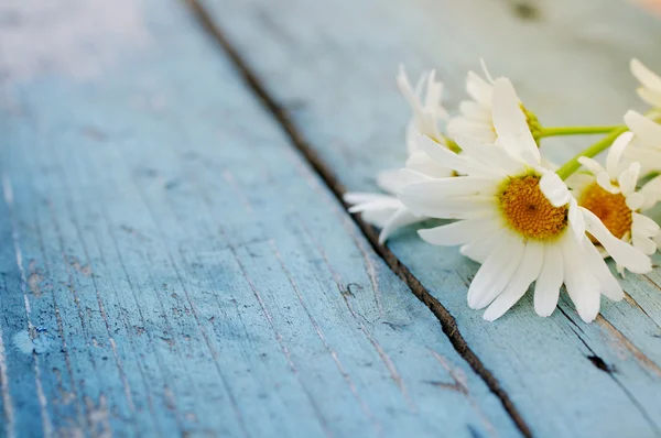 Field camomiles on the painted blue wooden surface. — Stock Photo, Image