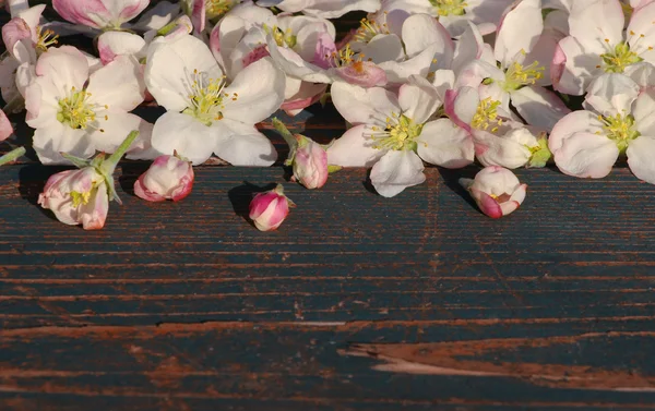꽃 봄 배경. — 스톡 사진