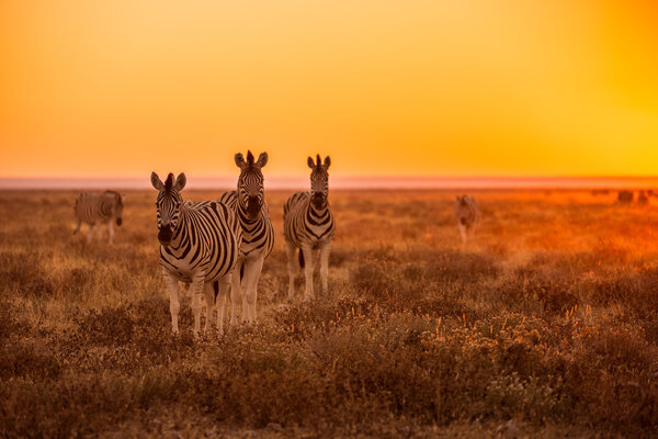 A herd of Zebra grazing against an orange sunrise in Etosha, Namibia