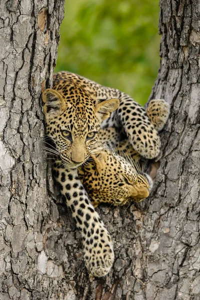 Filhotes de leopardo em uma árvore — Fotografia de Stock