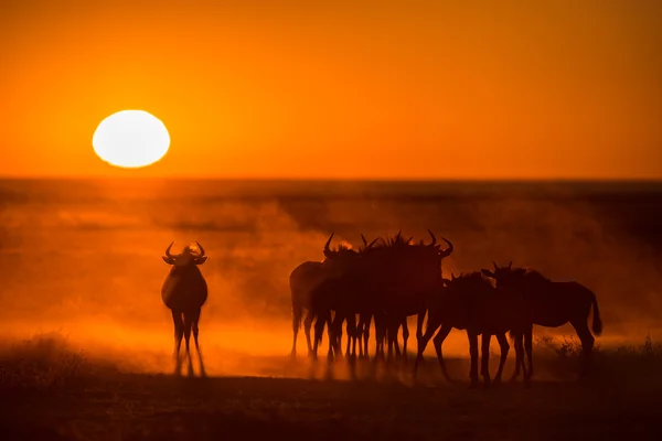 Güneşin doğuşunu karşı Yound wildebeest