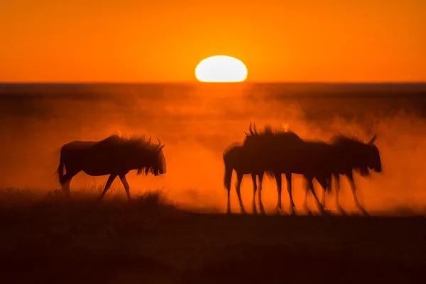 Gnoe kudde tegen de zonsopgang — Stockfoto