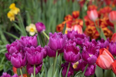 Farklı renklerde güzel lalelerin bahar sergisi. Çiçek sergisindeki serada taze çiçekler..