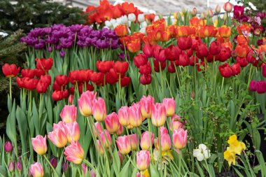 Farklı renklerde güzel lalelerin bahar sergisi. Çiçek sergisindeki serada taze çiçekler var. Tatil için çiçekler, bahçe.