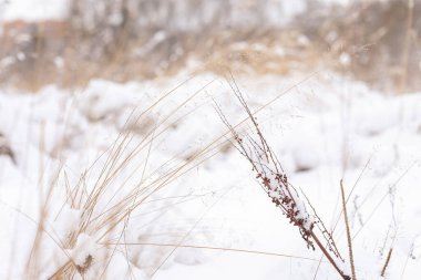 Karla kaplı kuru otlar. Kış, açık renkler. Doğa kavramı.