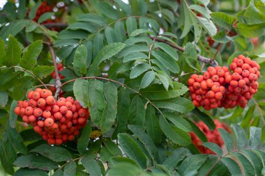 Yağmurdan sonra parlak turuncu böğürtlen. Sonbahar serisi