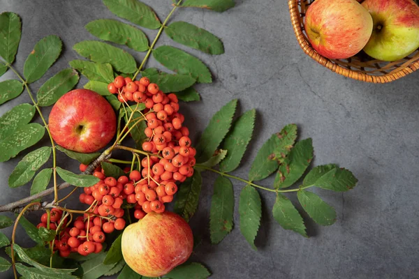 Bright Orange Rowan Berries Ripe Delicious Red Apples Dark Background — Stock Photo, Image
