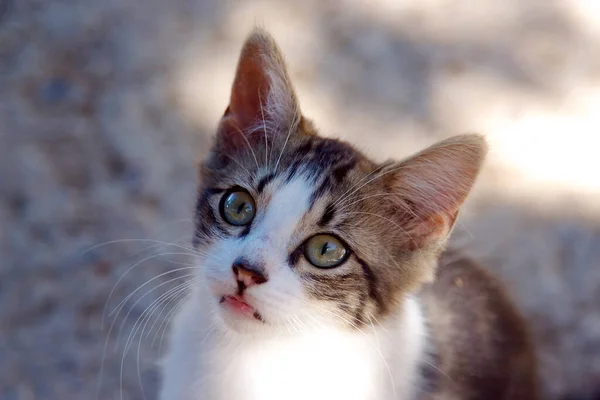 A sweet kitten with a curious gaze — Stock Photo, Image