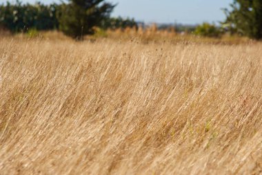 Güneşin altında buğday tarlası