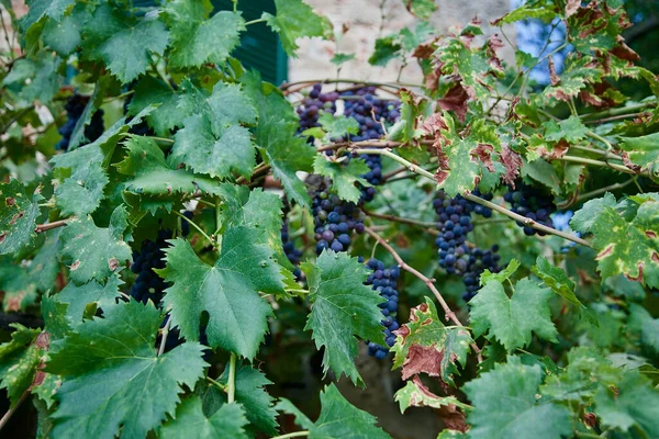 Гроздья винограда с зелеными листьями — стоковое фото