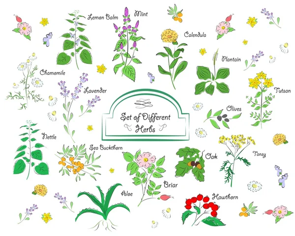 De planten-set — Stockvector