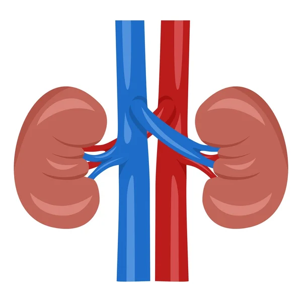 Human kidney — Stock Vector