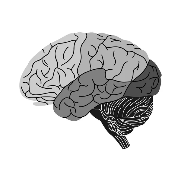 Cerveau noir — Image vectorielle