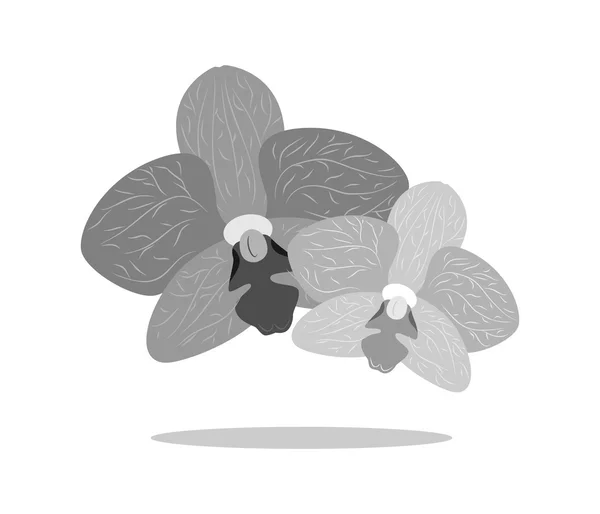 Orquídea negro — Vector de stock