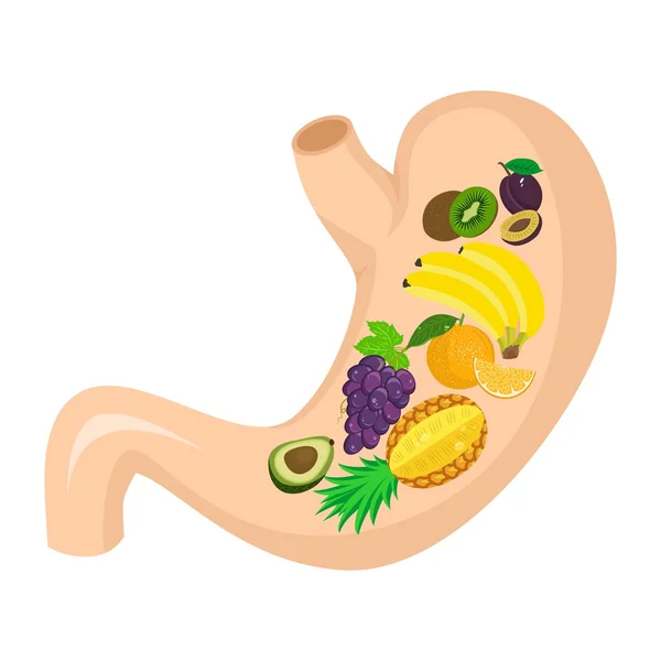 Fruits dans l'estomac — Image vectorielle