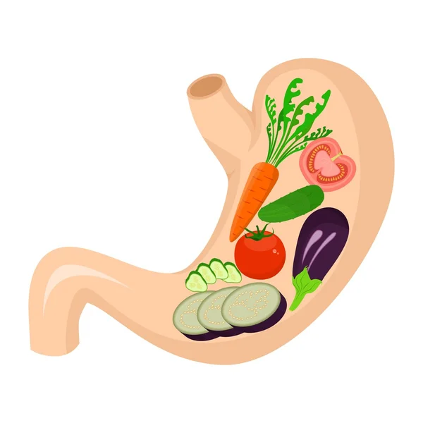 Vegetables in stomach — Stock Vector