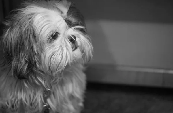 Köpek Shihtzu
