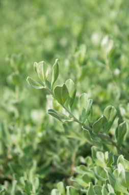 Bahçe ağaç, taze yaprak yağmur sonra