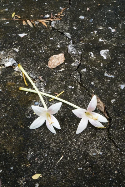 White flowers on brickfloor — Stock Photo, Image