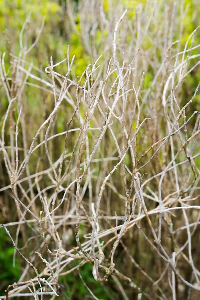 Bahçe ağaç, Kuru dal