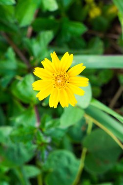 Bahçedeki sarı çiçek