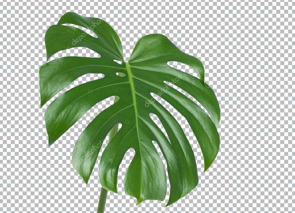 Monstera plant leaf on white background. Philodendron Plant. Clipping path