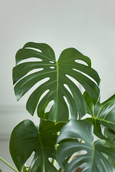 Philodendron monstera planted in front of the living room window