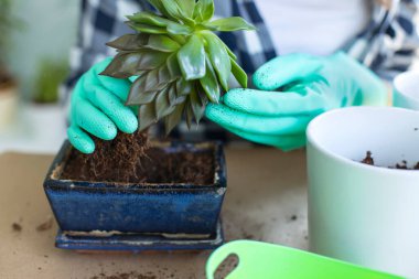 Enfes bitkileri bir masada saksıya eken bir kadının görüntüsü.