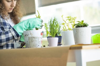 Saksıda çiçekli ve bahçıvanlık yapan genç bir ev kadını. Ev bitkileri yetiştiriyorum..