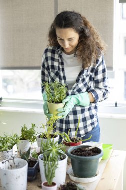 Saksıda çiçekli ve bahçıvanlık yapan genç bir ev kadını. Ev bitkileri yetiştiriyorum..